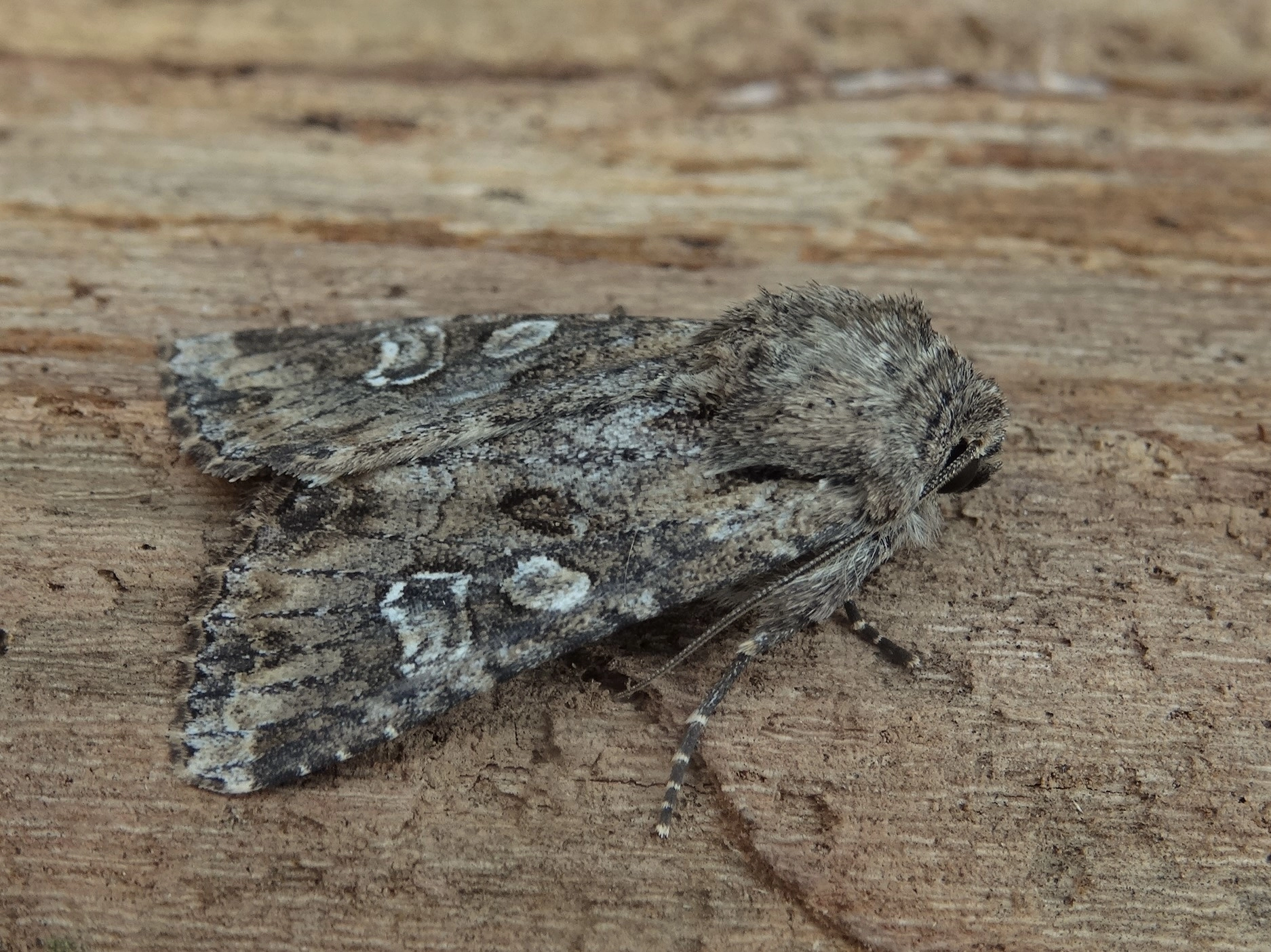 DSC09703 Luc Knijnsberg Veldgrasuil Apamea anceps.JPG